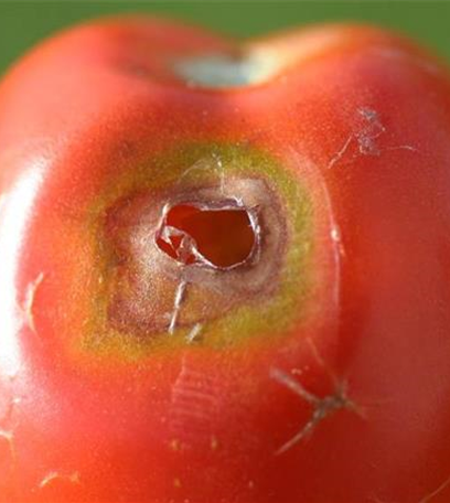 Schnecken an Tomaten