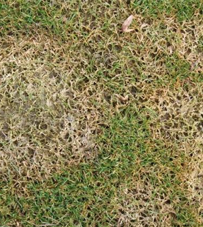 Schneeschimmel an Rasen