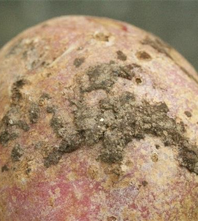 Schorf an Kartoffeln