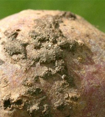 Schorf an Kartoffeln