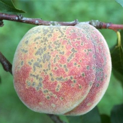 Schorf an Pfirsichen