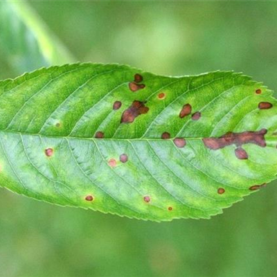 Schrotschusskrankheit bei Kirschen