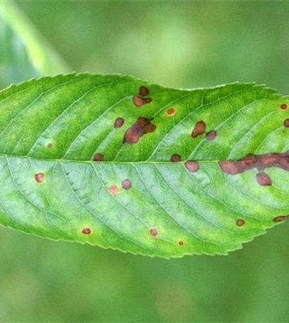 Schrotschusskrankheit bei Kirschen