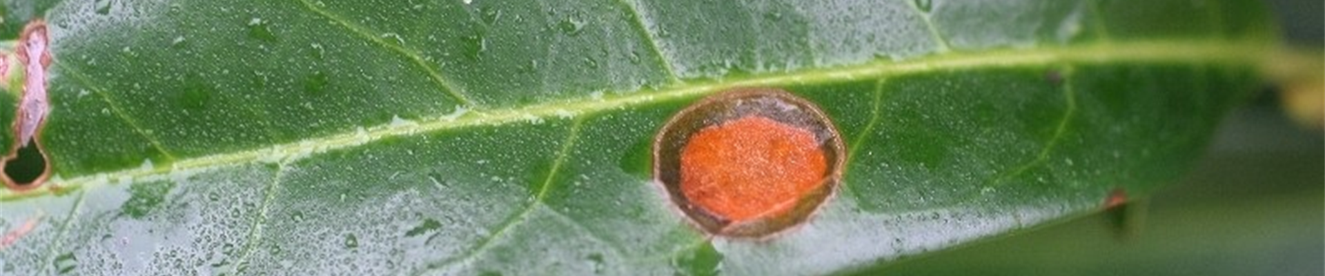 Prunuslaurocerasusschrotschuss1-800x600