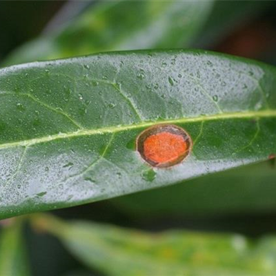 Schrotschusskrankheit bei Lorbeerkirschen