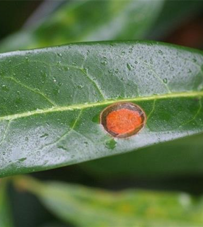 Schrotschusskrankheit bei Lorbeerkirschen