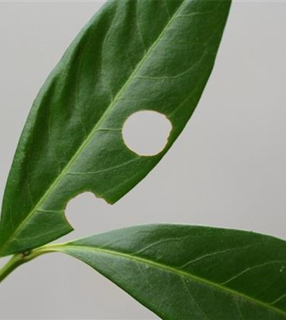 Schrotschusskrankheit bei Lorbeerkirschen