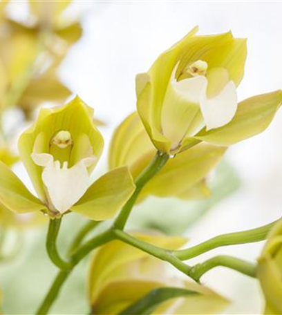 Orchideen für Anfänger und Profis