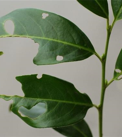 Schrotschusskrankheit bei Lorbeerkirschen