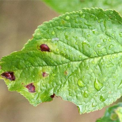 Schrotschusskrankheit bei Pflaumen und Zwetschen