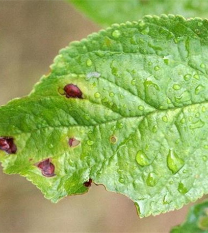 Schrotschusskrankheit bei Pflaumen und Zwetschen