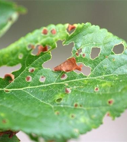 Schrotschusskrankheit bei Pflaumen und Zwetschen