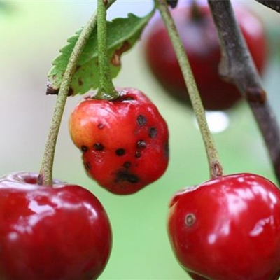 Schrotschusskrankheit bei Sauerkirschen