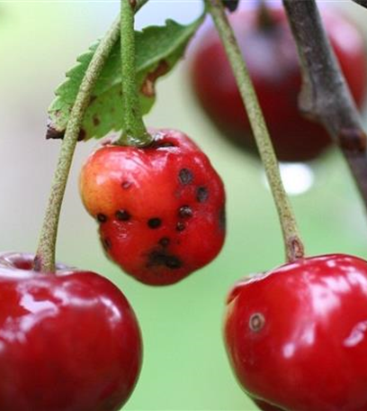 Schrotschusskrankheit bei Sauerkirschen