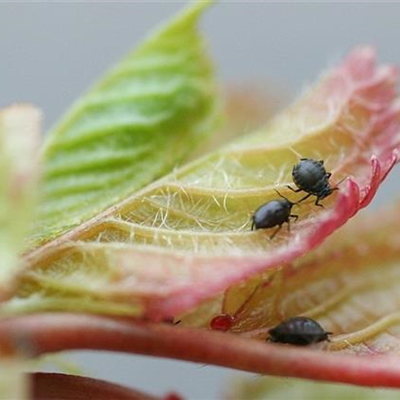 Schwarze Kirschenblattlaus