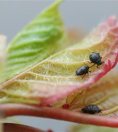 Schwarze Kirschenblattlaus