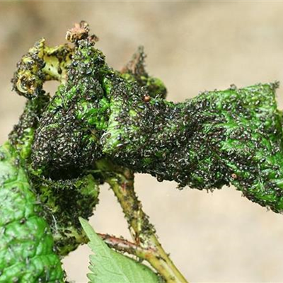 Schwarze Kirschenblattlaus an Sauerkirschen