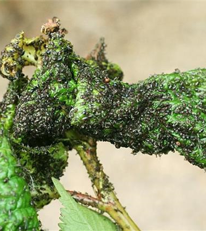 Schwarze Kirschenblattlaus an Sauerkirschen