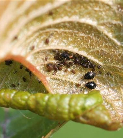 Schwarze Kirschenblattlaus an Sauerkirschen