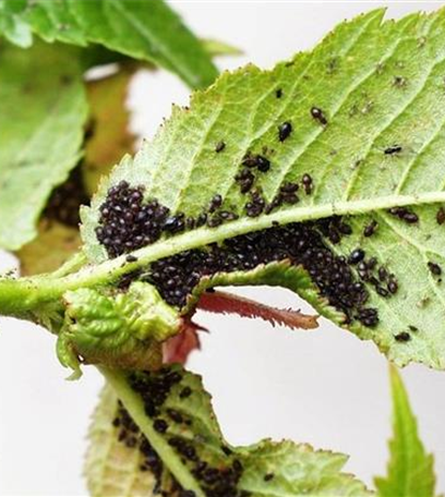 Schwarze Kirschenblattlaus an Sauerkirschen