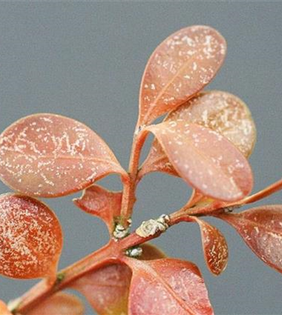 Spinnmilben an Buchsbaum