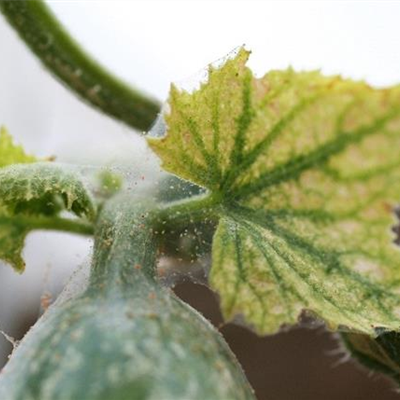 Spinnmilben an Gurken