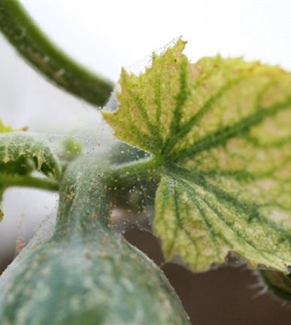 Spinnmilben an Gurken