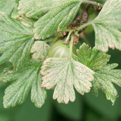 Spinnmilben an Stachelbeeren