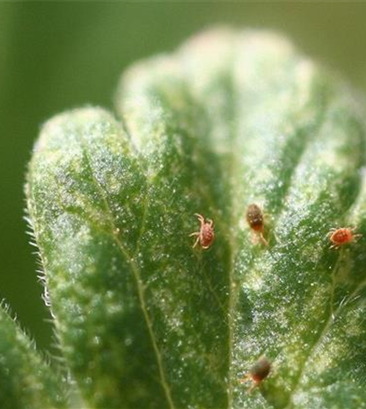 Spinnmilben an Stachelbeeren