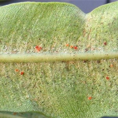 Spinnmilben an Stauden und Sommerblumen