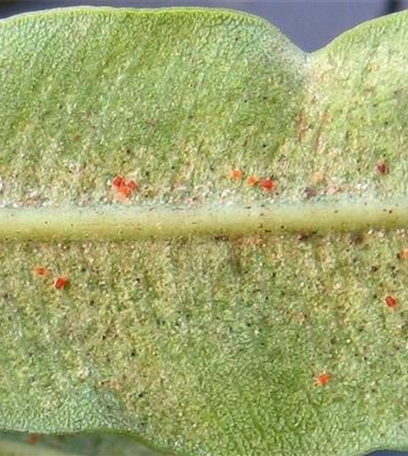 Spinnmilben an Stauden und Sommerblumen