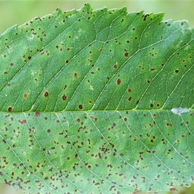 Sprühfleckenkrankheit bei Kirschen