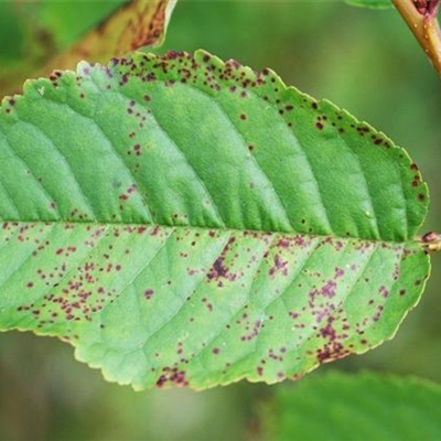 Sprühfleckenkrankheit bei Sauerkirschen