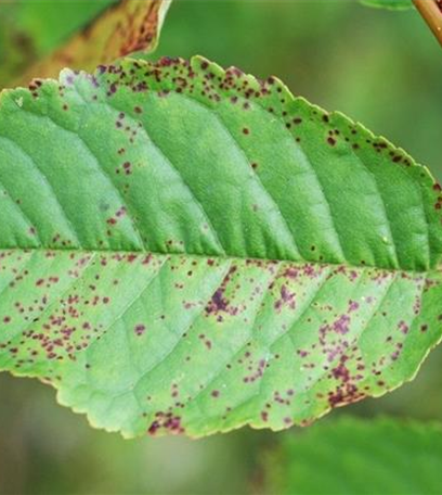 Sprühfleckenkrankheit bei Sauerkirschen
