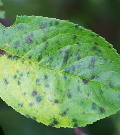 Sprühfleckenkrankheit bei Sauerkirschen