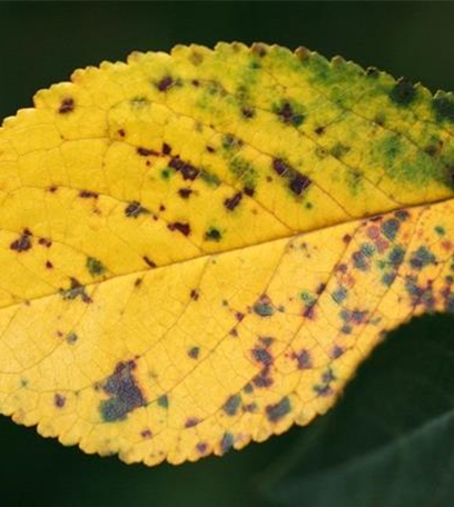 Sprühfleckenkrankheit bei Sauerkirschen