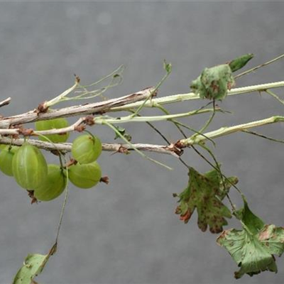 Stachelbeerblattwespe