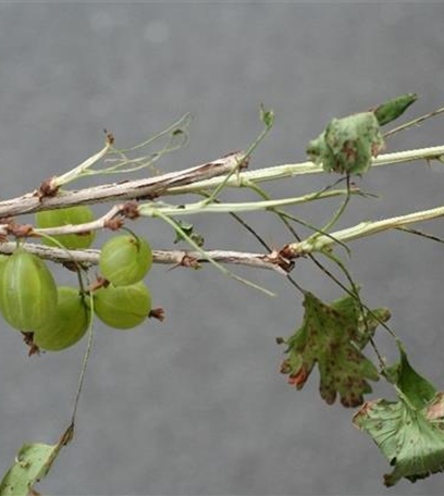 Stachelbeerblattwespe