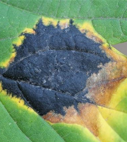 Teerfleckenkrankheit an Lorbeerkirschen