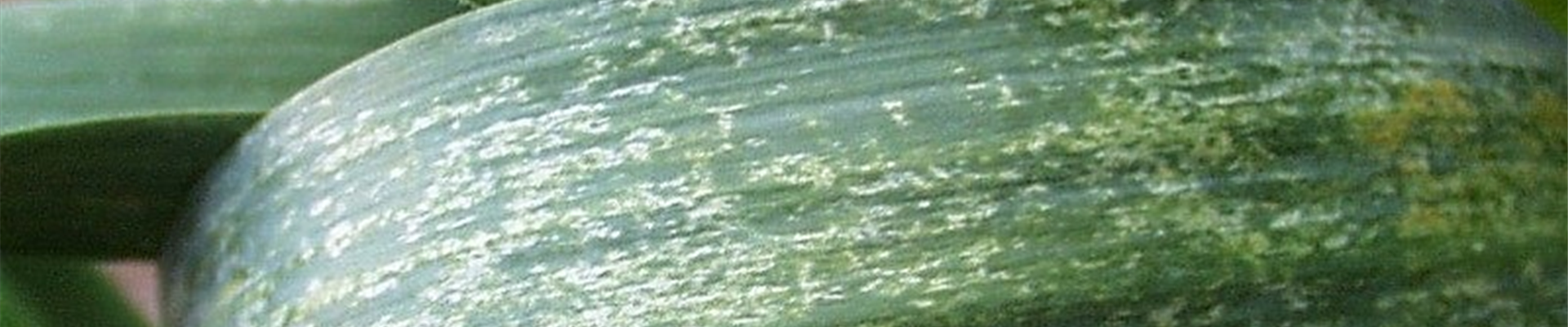 Lauuchzwiebelthripsschadbild1-800x600