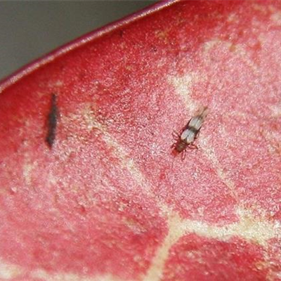 Thripse an Zimmerpflanzen