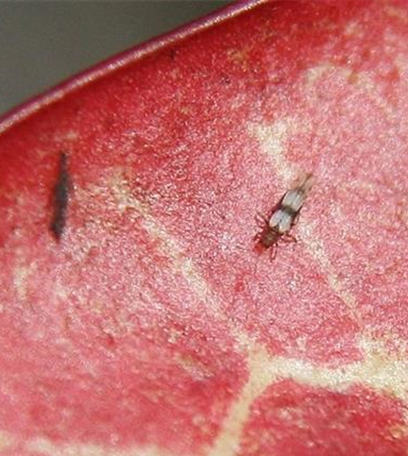 Thripse an Zimmerpflanzen