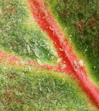 Thripse an Zimmerpflanzen