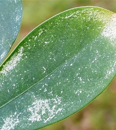 Thripse an Zimmerpflanzen