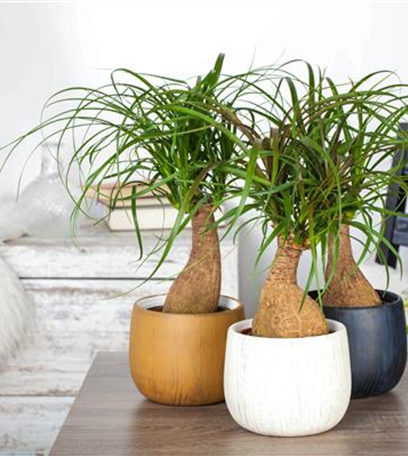 Fußpflege der botanischen Art: Elefantenfuß richtig pflegen