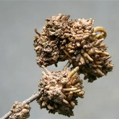 Triebgalle an Forsythien