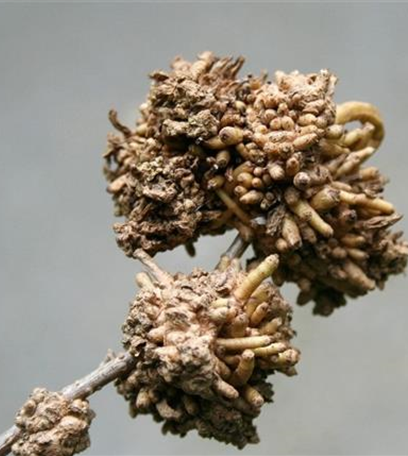 Triebgalle an Forsythien