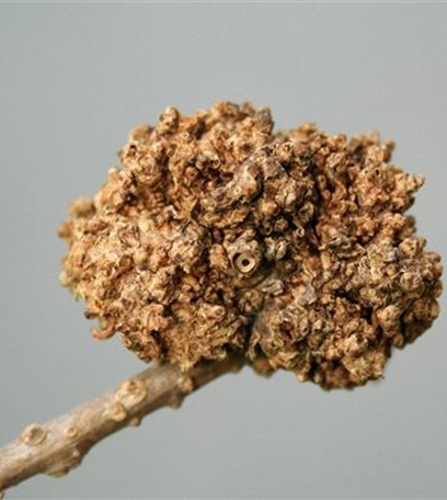 Triebgalle an Forsythien