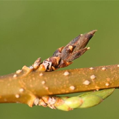 Triebsterben bei Forsythien