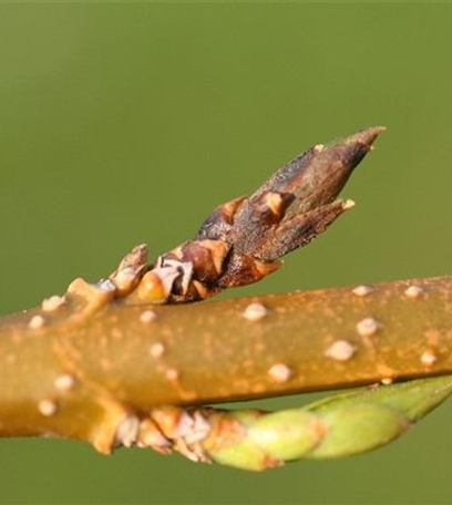 Triebsterben bei Forsythien